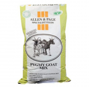 A&P Pygmy Goat