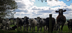 Farm