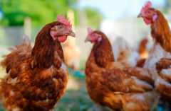 Poultry