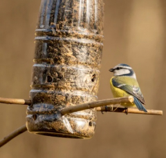 Wild Bird